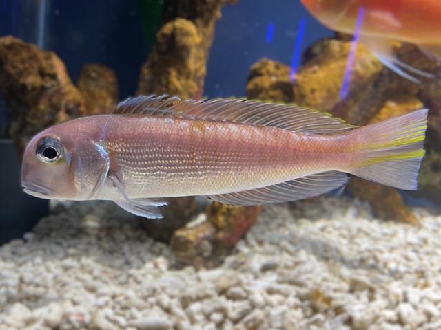 アマダイ