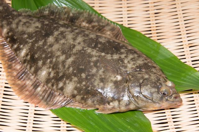 マコガレイ