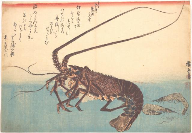 シバエビ