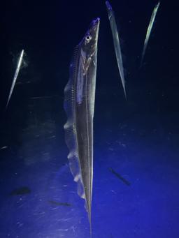 タチウオ