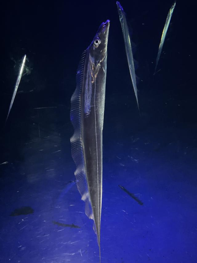 タチウオ