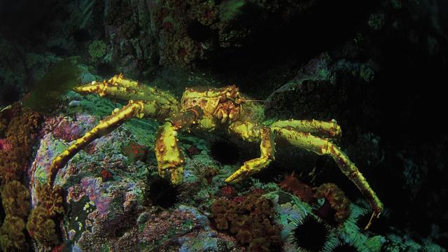 タラバガニ