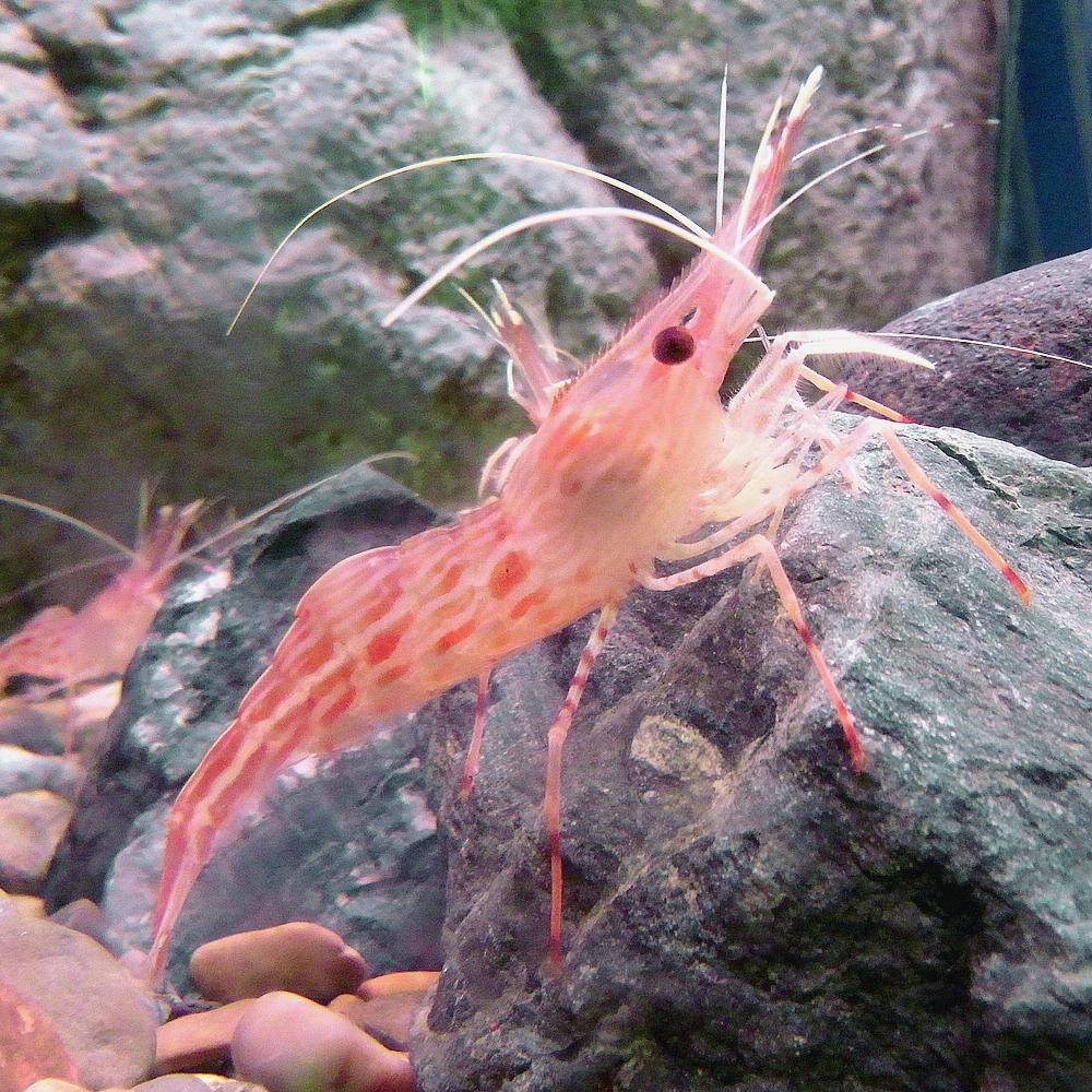 シマエビ