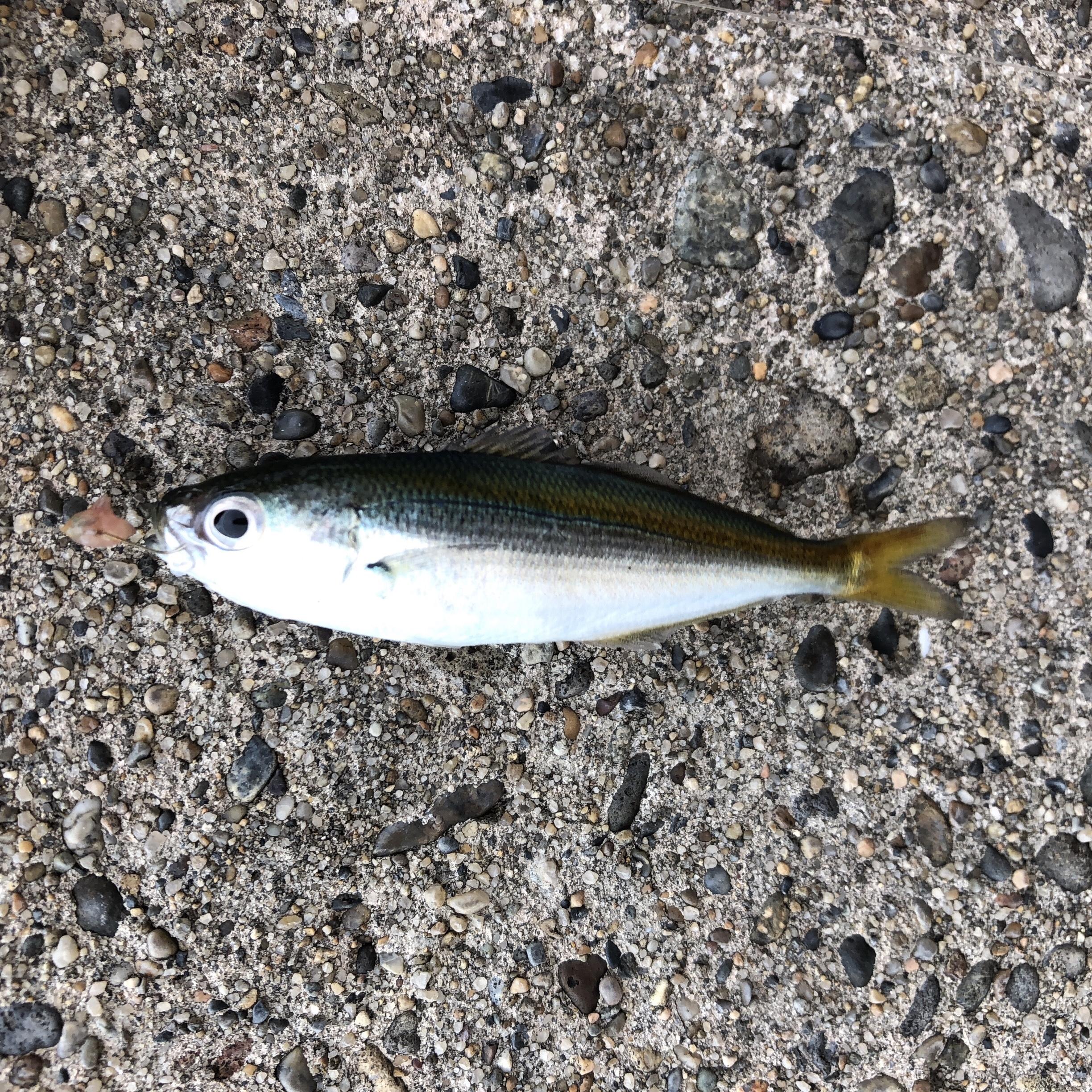 タカベ