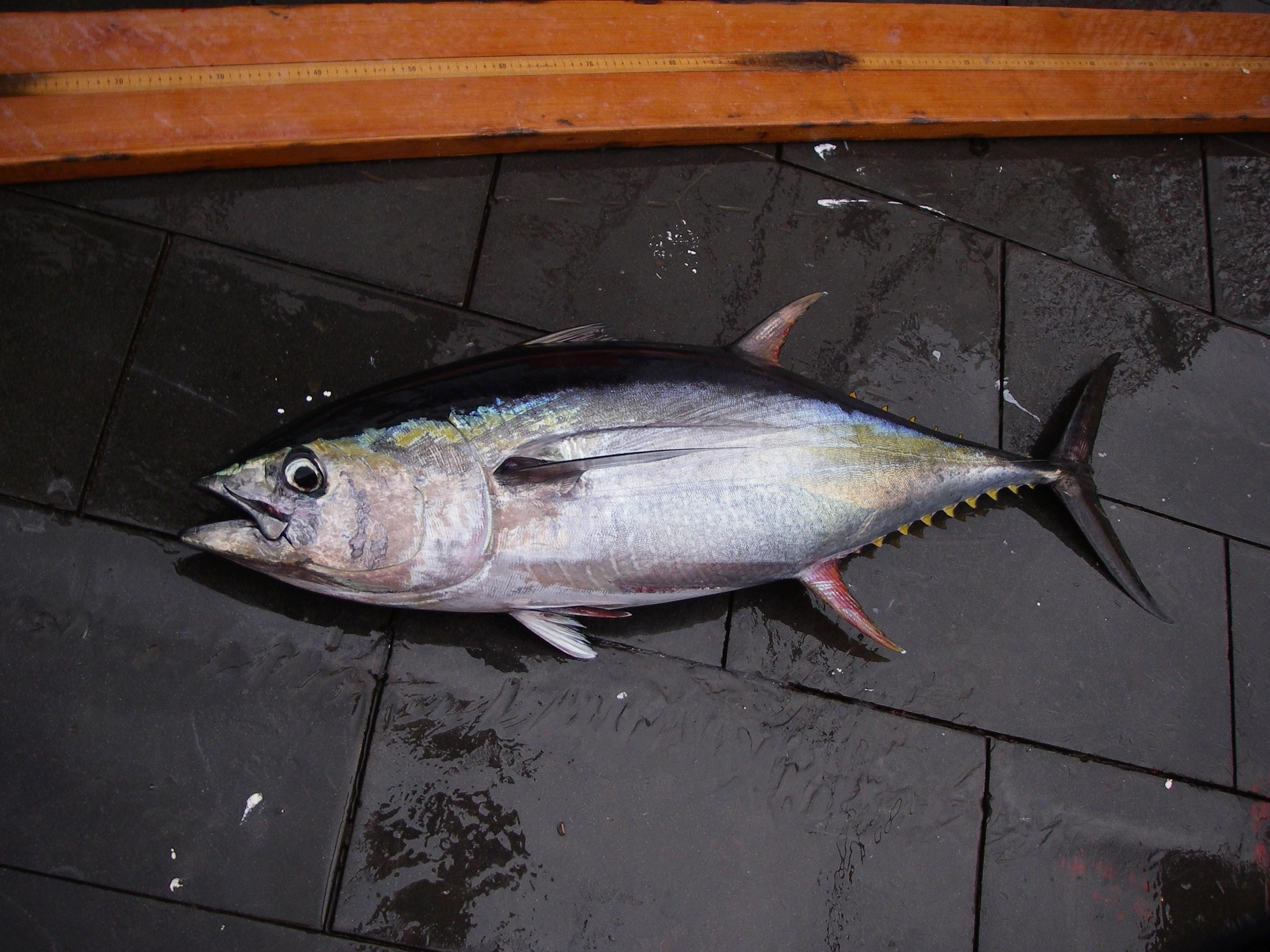 キハダマグロ(若魚)